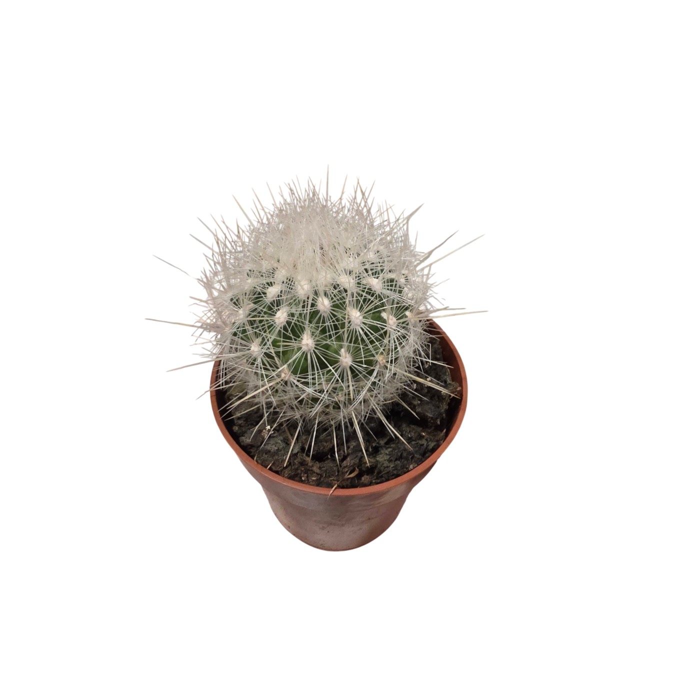 Cactus Esférico Pequeño